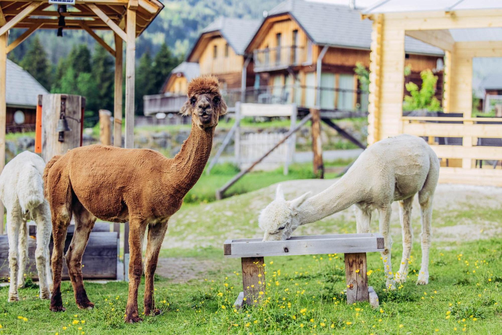 Alpenchalet Alpakablick Sankt Lorenzen ob Murau Bagian luar foto